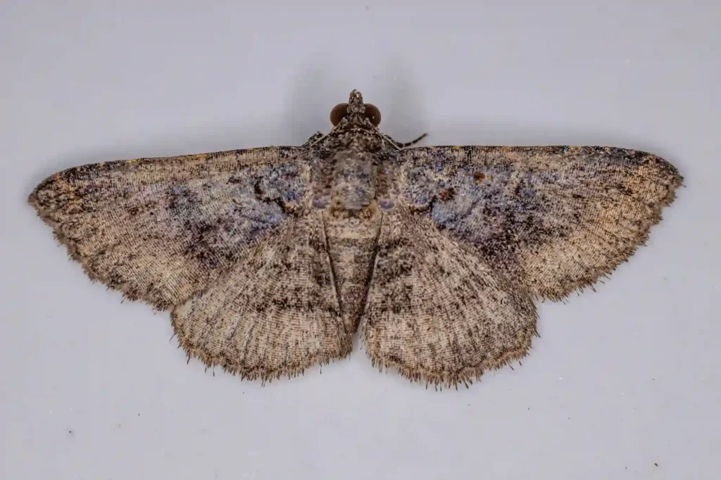 Mottenbefall auf dem Dachboden gezielt bekämpfen lassen – Kammerjäger Speyer