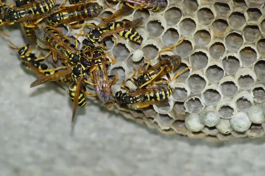 Wespennester schnell und fachgerecht umsiedeln lassen – Kammerjäger Notdienst Speyer